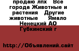 продаю лпх - Все города Животные и растения » Другие животные   . Ямало-Ненецкий АО,Губкинский г.